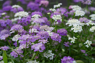 garden ornamental grass with flowers Iberian bitter umbrella 