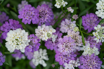garden ornamental grass with flowers Iberian bitter umbrella 