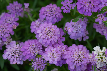 garden ornamental grass with flowers Iberian bitter umbrella 
