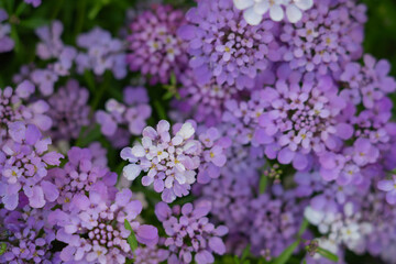 garden ornamental grass with flowers Iberian bitter umbrella 