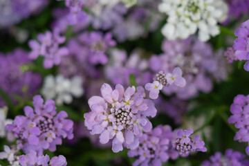 garden ornamental grass with flowers Iberian bitter umbrella 