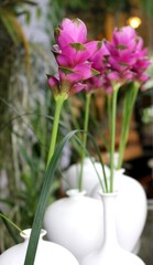 Minimalist Siam Tulip Flowers in White Ceramic Vases with Blurred Garden Background
