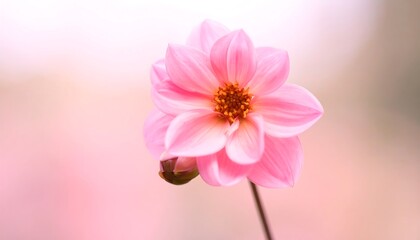 Soft pink dahlia in soft focus
