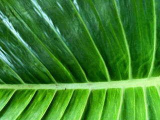 green leaf background