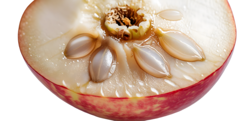 fresh oysters on a plate