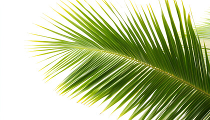 A close-up of a vibrant green coconut palm frond with long leaves isolated on a bright white background.