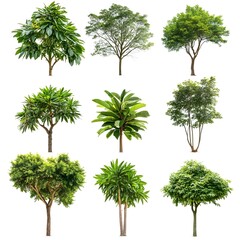 Collection of Nine Isolated Green Trees on White Background