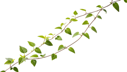 Delicate green vine with small leaves gracefully winding and growing upwards on a dark background isolated on transparent background