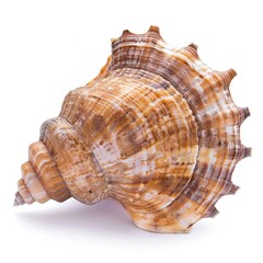 Obraz premium Detailed seashell, light brown, spiral, ornate