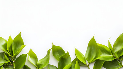 Fototapeta premium Lush green leaves arranged as a natural border on a clean white background with copy space.