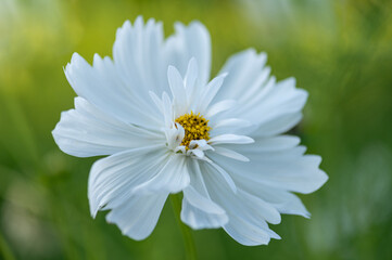 White cosmos flower in full bloom with soft green background