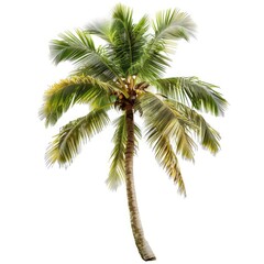 Tropical coconut palm tree, vibrant green leaves