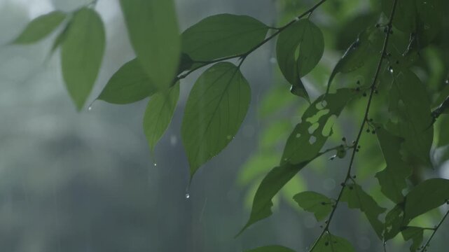 Due to the influence of the southwest monsoon, various parts of India experience heavy rainfall during the monsoon season.