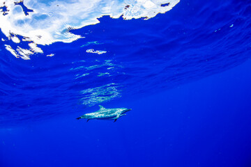 A graceful pantropical spotted dolphin glides through the deep blue waters of the Pacific Ocean near Oahu, Hawaii, showcasing the beauty of marine wildlife.