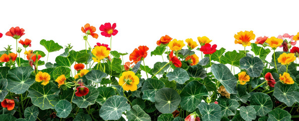 PNG Vibrant nasturtium flowers in bloom