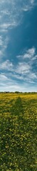 Wide Expanse of Blooming Yellow Flowers Under a Clear Blue Sky During a Sunny Day in the Countryside
