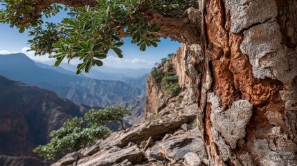 Exploring the unique bark and leaves of the frankincense tree in Oman's Arabian foothills