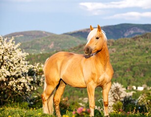 Obraz premium Light-golden horse in a spring meadow