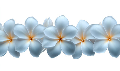 A beautiful horizontal border of delicate light blue plumeria flowers with yellow centers isolated on a white background.