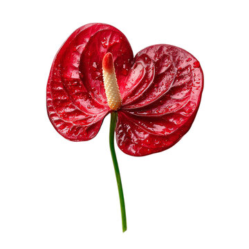 Single anthurium flower with heart-shaped red petal, on isolated white background --s 250
