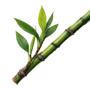 Single bamboo stalk segment with leaf sprout, on isolated white background --s 250
