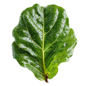 Single fiddle leaf fig leaf, large with glossy surface, on isolated white background --s 250