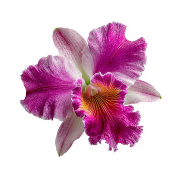 Single orchid flower in magenta and white, delicate tropical bloom, on isolated white background --s 250