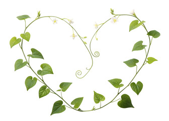 Obraz premium Delicate green vine with small white flowers artfully arranged in a heart shape isolated on transparent background