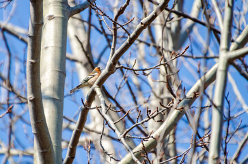 Small  genus Carduelis bird perching on tree branch against bright blue sky in spring. Colorful small bird resting on bare tree branch during early spring, blue sky background.