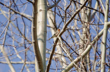 Small  genus Carduelis bird perching on tree branch against bright blue sky in spring. Colorful small bird resting on bare tree branch during early spring, blue sky background.