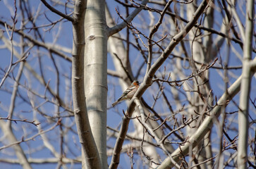 Small  genus Carduelis bird perching on tree branch against bright blue sky in spring. Colorful small bird resting on bare tree branch during early spring, blue sky background.