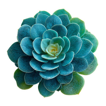 Succulent with thick round leaves, vibrant jade color, on isolated white background --s 250