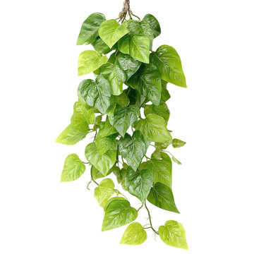 Trailing pothos vine with glossy heart-shaped leaves, on isolated white background --s 250