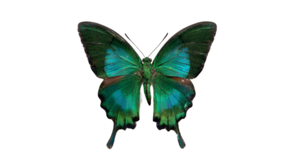 Emerald Green Butterfly Isolated on Black Background Wing Details Insect Nature Beauty