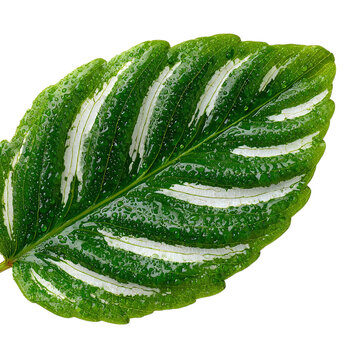 Zebra plant leaf with striking white stripes, close-up detail, on isolated white background --s 250