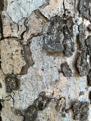 tree bark texture