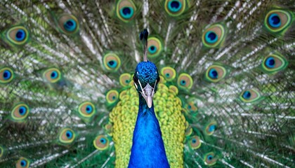 Fototapeta premium Close-up peacock with vibrant plumage