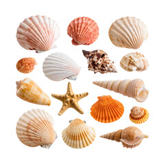Various seashells on a white background
