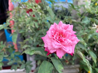 pink rose in garden