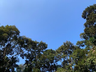 Obraz premium sky and trees