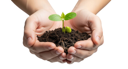 Closeup of hands cradling a small plant sprouting from soil, symbolizing growth, new beginnings, and environmental stewardship. Isolated on transparent bg.