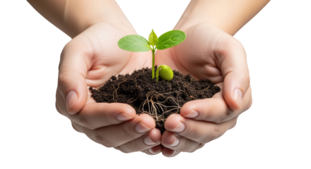 Closeup of hands cradling a small plant sprouting from soil, symbolizing growth, new beginnings, and environmental stewardship. Isolated on transparent bg.