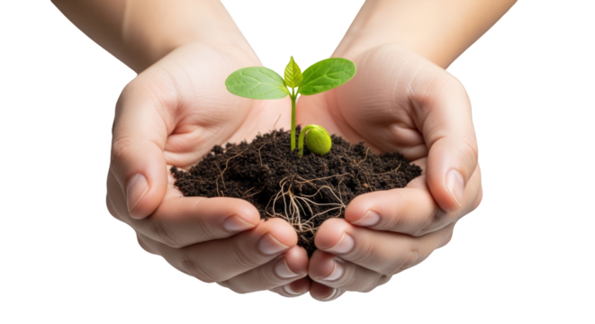 Closeup of hands cradling a small plant sprouting from soil, symbolizing growth, new beginnings, and environmental stewardship. Isolated on transparent bg.