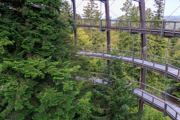 Fir trees inside the observation tower Baumei at Treetop Walk (Baumwipfelpfad) in the Bavarian Forest National Park, Germany