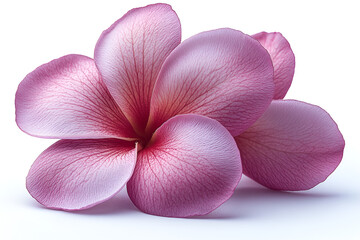 Fototapeta premium A delicate pink and red plumeria flower with detailed, veined petals, isolated on a clean white background.