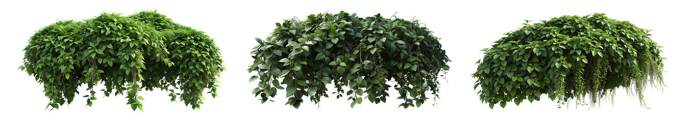 set of Lush cascading greenery and hanging vine jungle plant. (Philodendron, Pothos, Fern, Ivy, Creeping Fig, String of Pearls). PNG, isolated on transparent background with clipping path cutout.	
