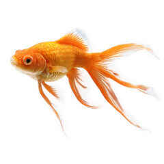 Fototapeta premium A Single Goldfish Swimming Upright, its Fins Flowing in Elegant Motion on White.