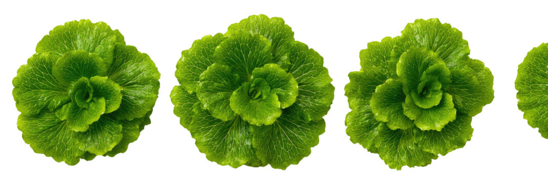 Four vibrant green lettuce heads, arranged in a horizontal row, each exhibiting a rosette pattern