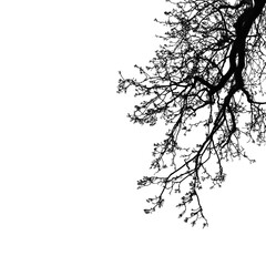 Fototapeta premium tree silhouette isolated on white