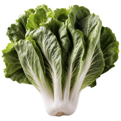 cabbage isolated on white background